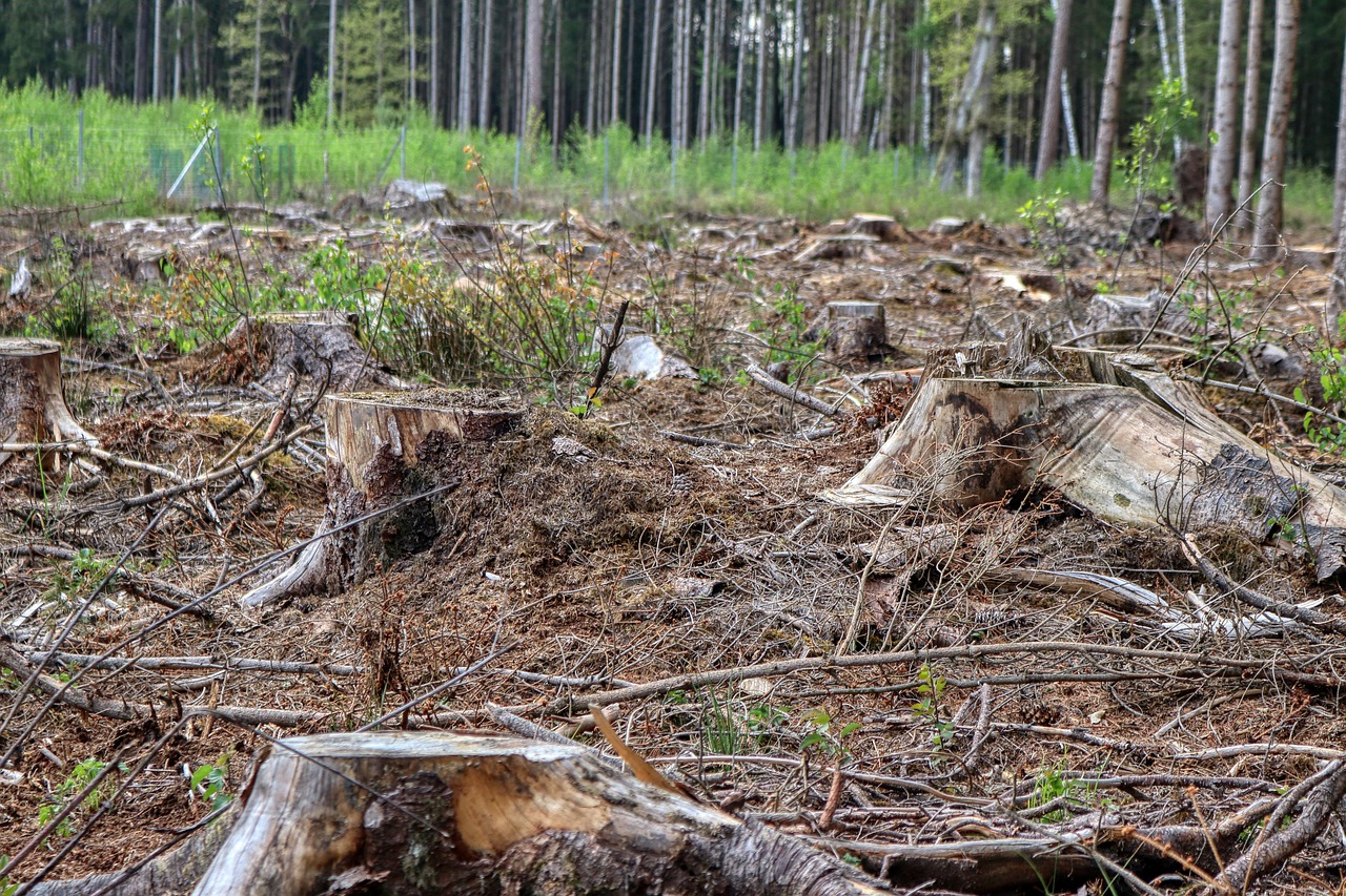 Tree service crew clearing storm damage in Longview, TX